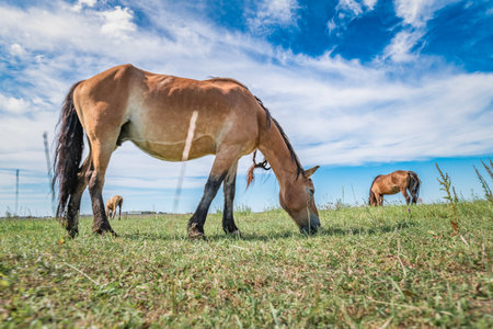 A horse is grazing in a field under a blue summer sky.の写真素材