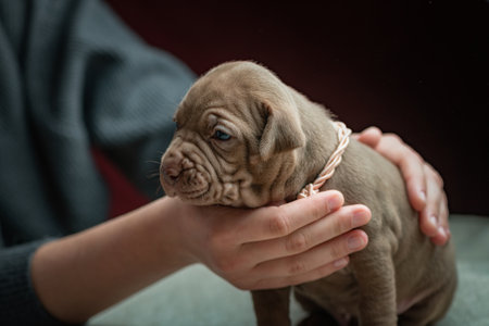 A small beautiful purebred American Pit Bull Terrier puppy on a dark background.の写真素材