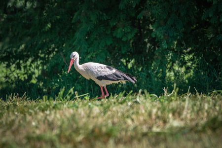 A beautiful white stork in a field on a summer day.の写真素材