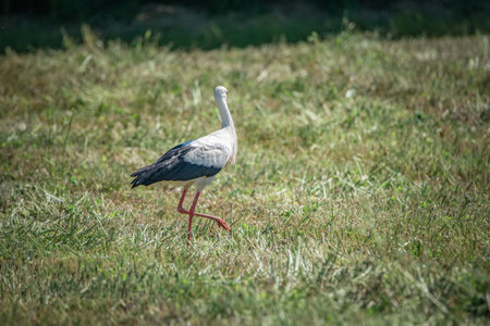 A beautiful white stork in a field on a summer day.の写真素材