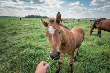 Beautiful thoroughbred horses graze on a summer meadow.の写真素材