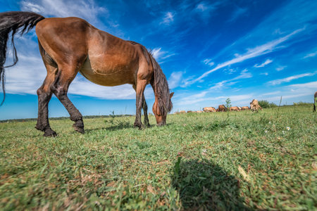 A horse is grazing in a field under a blue summer sky.の写真素材