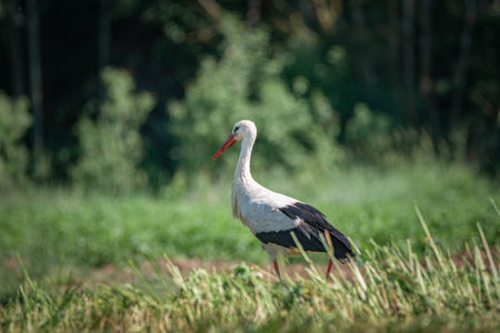 A beautiful white stork in a field on a summer day.の写真素材