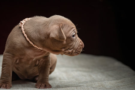 A small beautiful purebred American Pit Bull Terrier puppy on a dark background.の写真素材
