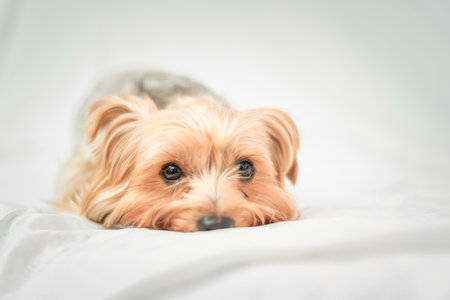 Portrait of a Yorkshire terrier in the studio on a light background.の写真素材