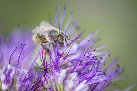 Anthophila bee collects nectar from blooming flowers in a summer field.
