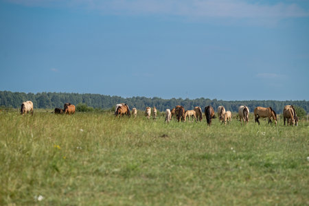 A herd of thoroughbred horses grazes on a beautiful green summer field.の写真素材