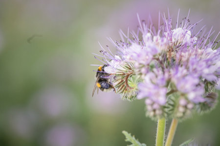 Anthophila bee collects nectar from blooming flowers in a summer field.の写真素材