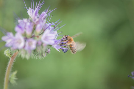 Anthophila bee collects nectar from blooming flowers in a summer field.の写真素材