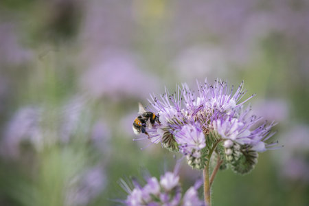 Anthophila bee collects nectar from blooming flowers in a summer field.の写真素材