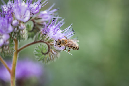 Anthophila bee collects nectar from blooming flowers in a summer field.の写真素材