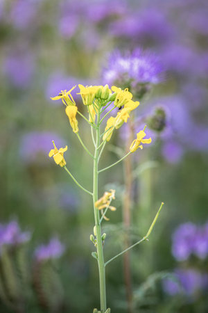 Anthophila bee collects nectar from blooming flowers in a summer field.の写真素材