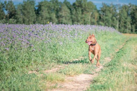 Thoroughbred cheerful American Pit Bull Terrier runs across the summer field.の写真素材