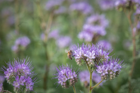 Anthophila bee collects nectar from blooming flowers in a summer field.