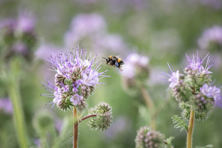 Anthophila bee collects nectar from blooming flowers in a summer field.の写真素材