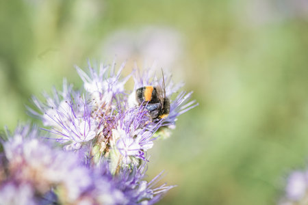 Anthophila bee collects nectar from blooming flowers in a summer field.の写真素材