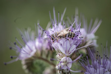 Anthophila bee collects nectar from blooming flowers in a summer field.の写真素材