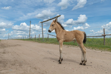 A beautiful Belarusian draft horse is grazing on a summer field.の写真素材