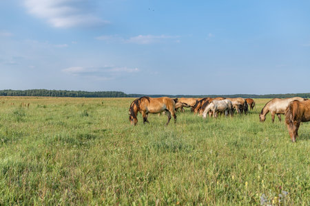 A beautiful Belarusian draft horse is grazing on a summer field.の写真素材