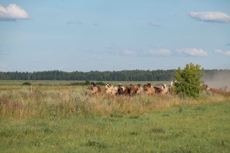 A beautiful Belarusian draft horse is grazing on a summer field.の写真素材