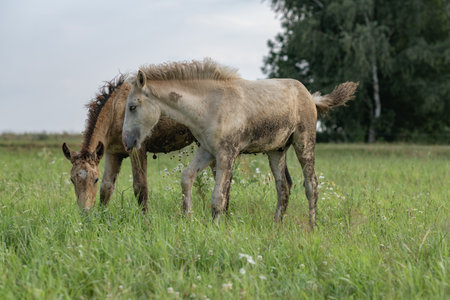 A beautiful Belarusian draft horse is grazing on a summer field.の写真素材