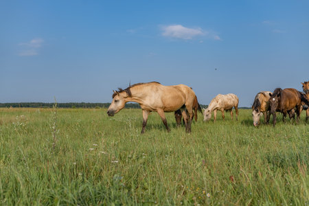 A beautiful Belarusian draft horse is grazing on a summer field.の写真素材