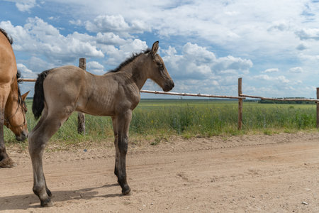 A beautiful Belarusian draft horse is grazing on a summer field.の写真素材