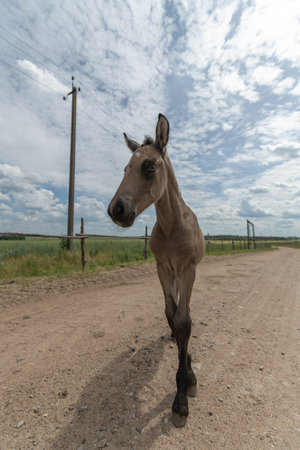 A beautiful Belarusian draft horse is grazing on a summer field.の写真素材