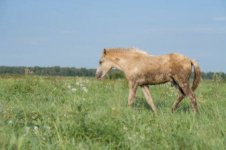 A beautiful Belarusian draft horse is grazing on a summer field.の写真素材