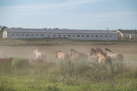 A beautiful Belarusian draft horse is grazing on a summer field.の写真素材