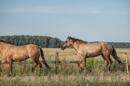 A beautiful Belarusian draft horse is grazing on a summer field.の写真素材
