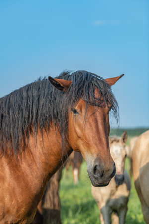 A beautiful Belarusian draft horse is grazing on a summer field.の写真素材