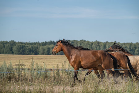 A beautiful Belarusian draft horse is grazing on a summer field.の写真素材