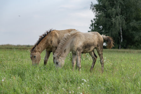 A beautiful Belarusian draft horse is grazing on a summer field.の写真素材