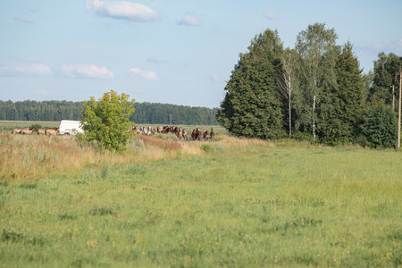 A beautiful Belarusian draft horse is grazing on a summer field.の写真素材