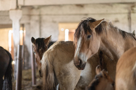 A beautiful thoroughbred horse stands in a dark stable on a farm.の写真素材