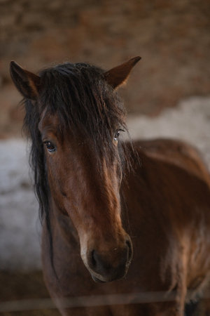 A beautiful thoroughbred horse stands in a dark stable on a farm.の写真素材