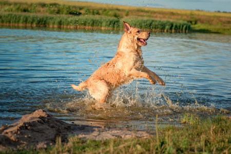 A beautiful purebred Labrador plays in a summer lake.の写真素材