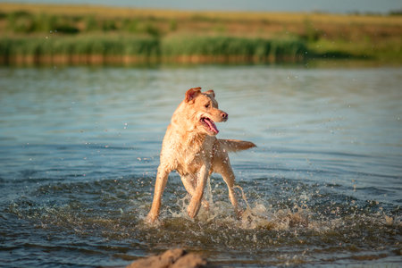 A beautiful purebred Labrador plays in a summer lake.の写真素材
