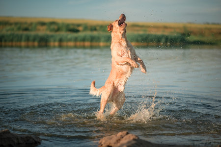 A beautiful purebred Labrador plays in a summer lake.の写真素材