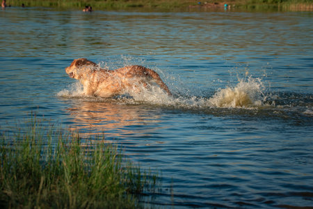 A beautiful purebred Labrador plays in a summer lake.の写真素材