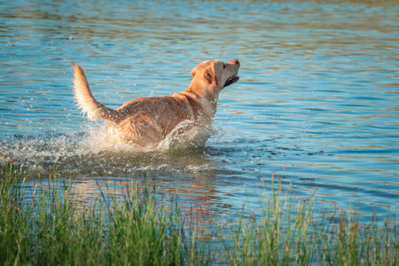 A beautiful purebred Labrador plays in a summer lake.の写真素材