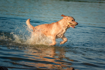 A beautiful purebred Labrador plays in a summer lake.の写真素材