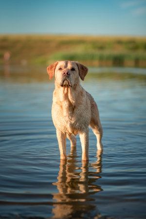 A beautiful purebred Labrador plays in a summer lake.の写真素材