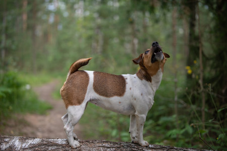 Beautiful purebred dogs play in the summer park.の写真素材