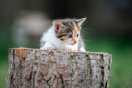 Beautiful gray kitten in a village yard.の写真素材