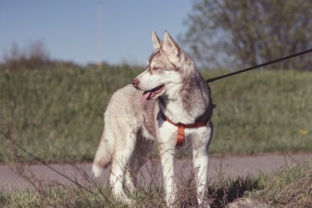 Beautiful purebred husky on a walk in nature.の写真素材