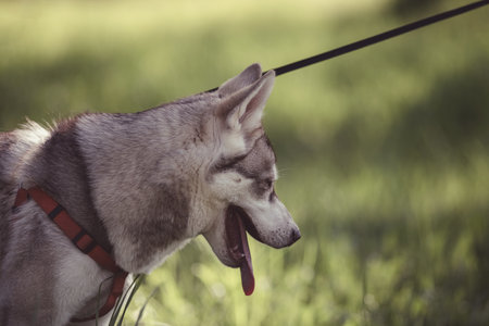 Beautiful purebred husky on a walk in nature.