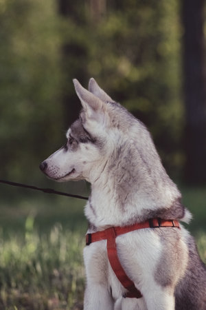 Beautiful purebred husky on a walk in nature.の写真素材