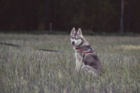 Beautiful purebred husky on a walk in nature.の写真素材